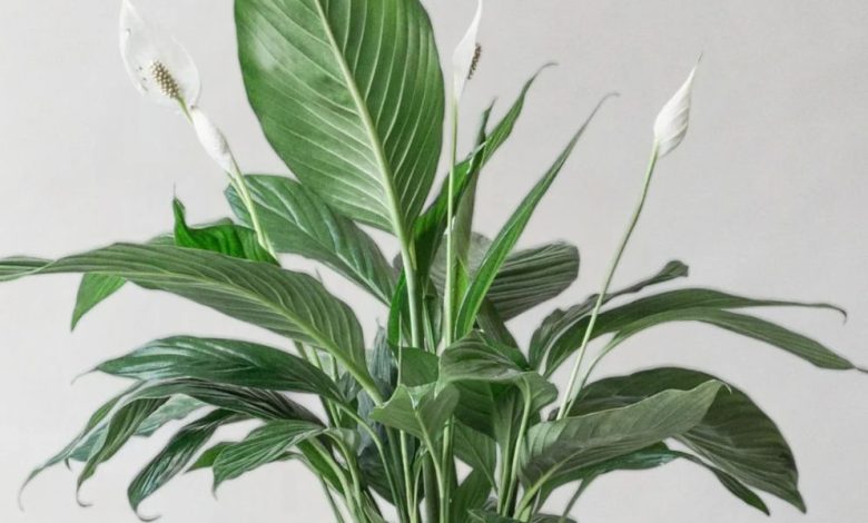 Peace Lily Planter