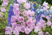 pink campanula plant