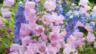 pink campanula plant