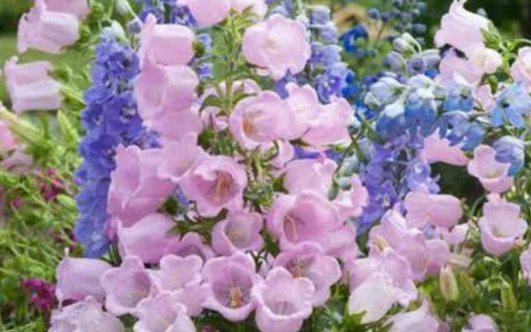 pink campanula plant