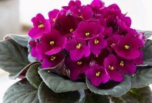 red african violet plant