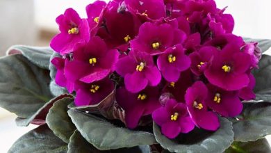 red african violet plant