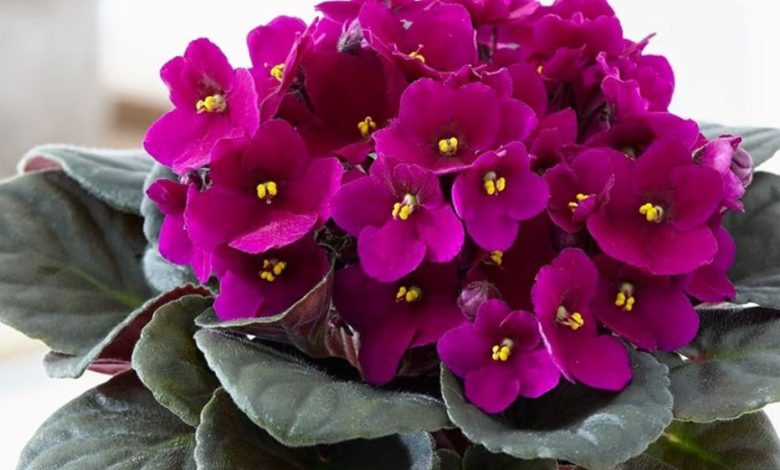 red african violet plant