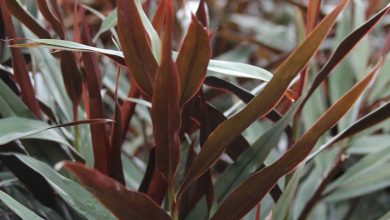 ginger bamboo plant