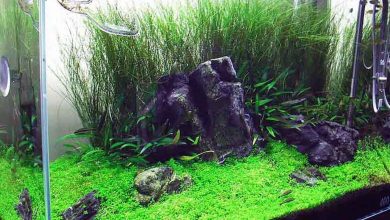 low lighting aquarium plants