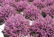 mediterranean heather plant