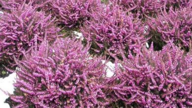 mediterranean heather plant