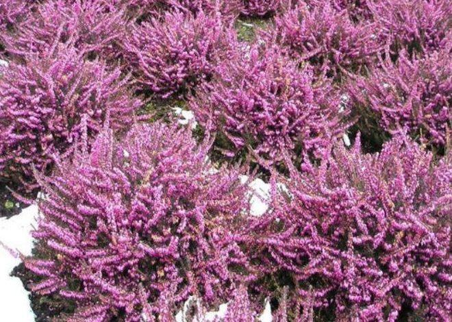 mediterranean heather plant