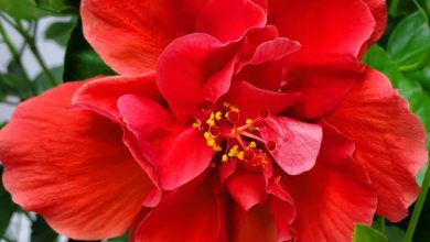 double red hibiscus plant