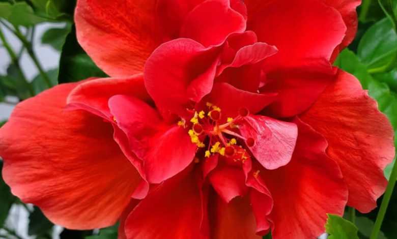 double red hibiscus plant