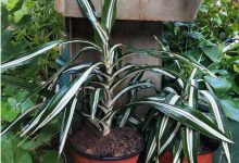 dracaena jade jewel plant