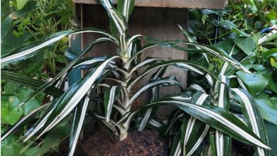 dracaena jade jewel plant