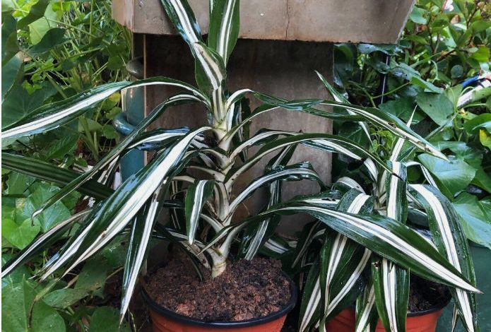 dracaena jade jewel plant