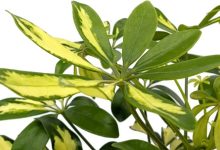 Variegated Arboricola Plant