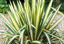 Golden Sword Yucca Plant