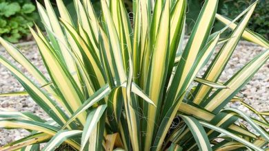 Golden Sword Yucca Plant