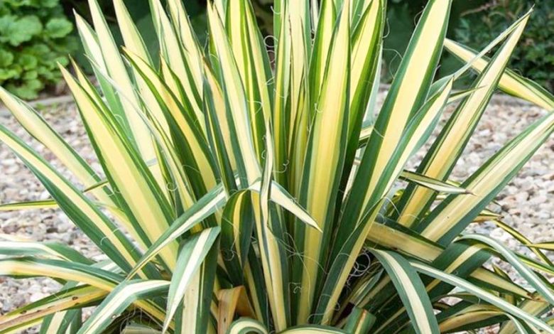 Golden Sword Yucca Plant