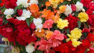 Begonia Hanging Plants