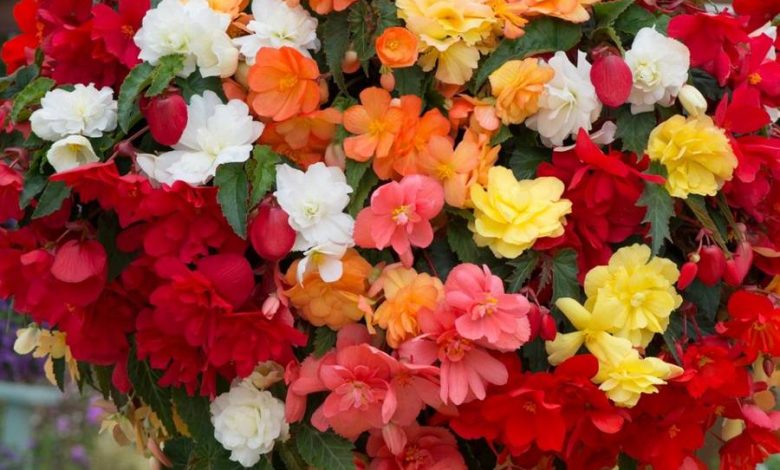 Begonia Hanging Plants