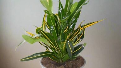 Banana Croton Plant