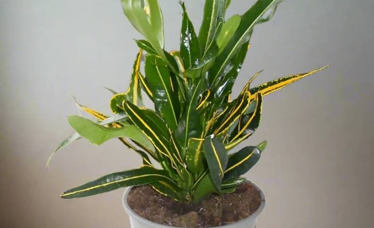 Banana Croton Plant