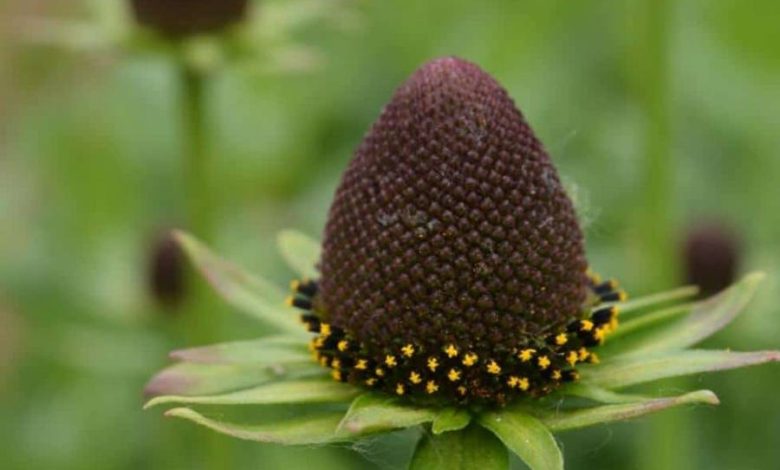 Rudbeckia Green Wizard Plant