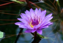 purple lotus plant