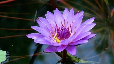 purple lotus plant