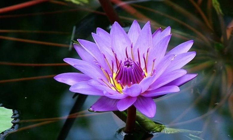 purple lotus plant