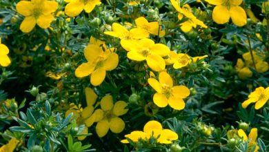 Potentilla Goldfinger Plant