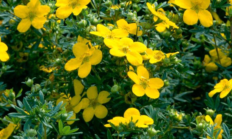 Potentilla Goldfinger Plant