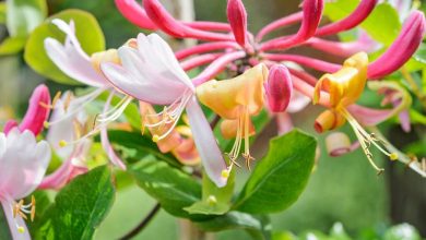 The Pink Honeysuckle Plant