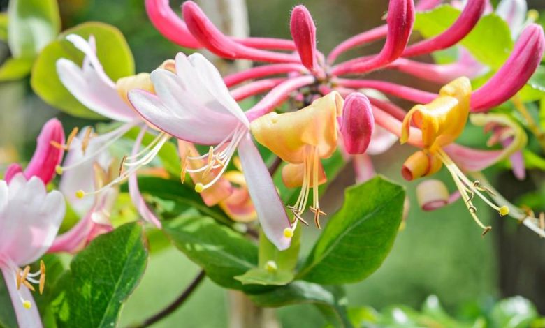 The Pink Honeysuckle Plant