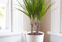Dracaena Rikki Plant