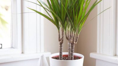 Dracaena Rikki Plant