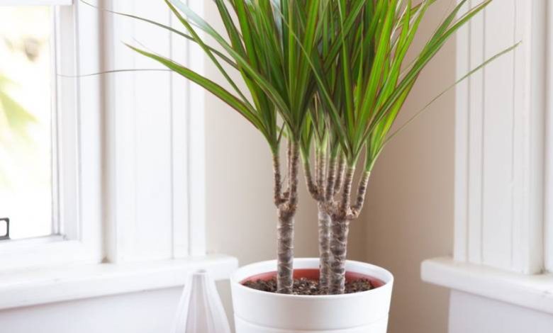 Dracaena Rikki Plant