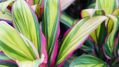 Cordyline Kiwi Plant