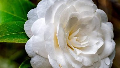 The White Camellia Plant