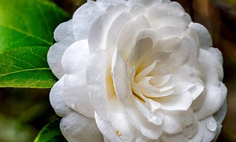 The White Camellia Plant