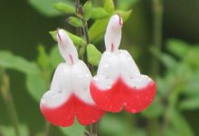 Hot Lips Salvias