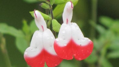 Hot Lips Salvias