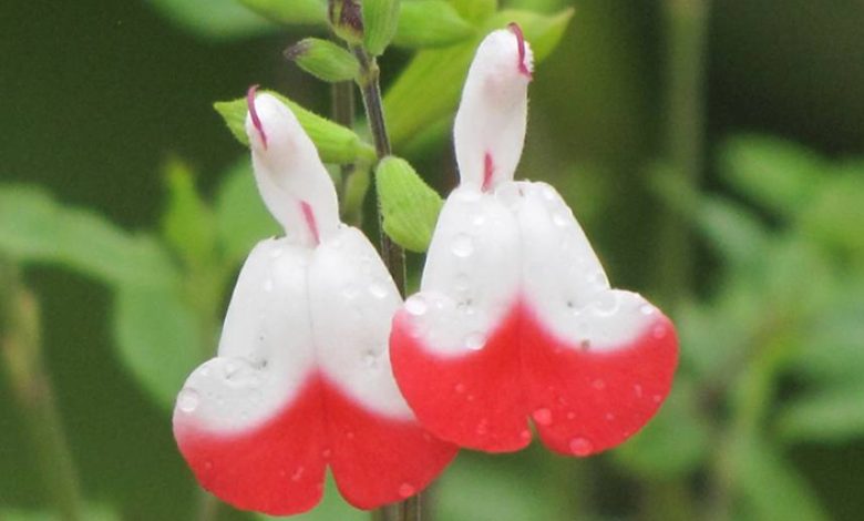 Hot Lips Salvias