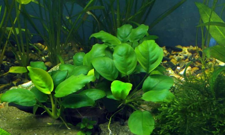 Anubias Barteri