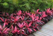 Red Sister Plants