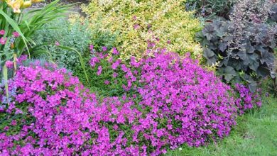 Spanish Shawl Plant