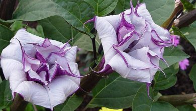 Double Purple Datura Plant