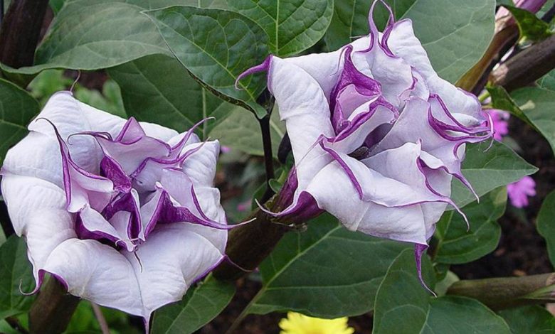 Double Purple Datura Plant