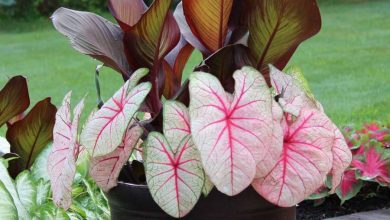 The White Queen Caladium Plant