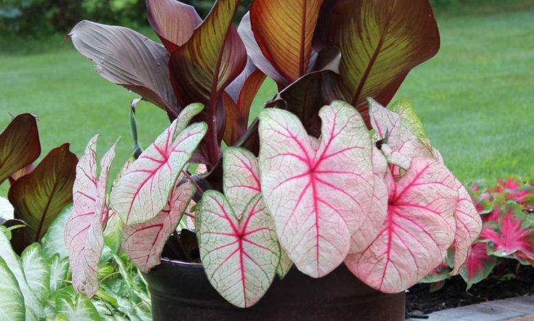 The White Queen Caladium Plant