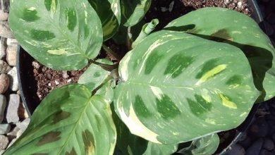 The Variegated Prayer Plant